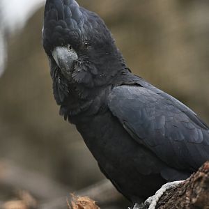 Red-tailed Black-Cockatoo Calyptorhynchus banksii