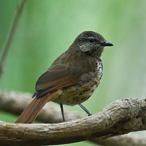 Spotted Morning-Thrush Cichladusa guttata