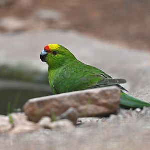 Yellow-fronted Parakeet Cyanoramphus auriceps