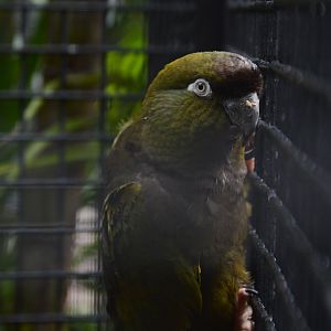 Andean burrowing parrot (Cyanoliseus patagonus andinus)