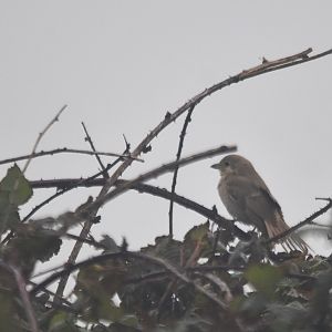 Isabelline (Daurian) Shrike at Bempton Cliffs, 8th October 2024