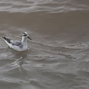 Grey Phalarope in Bridlington Harbour, 8th October 2024