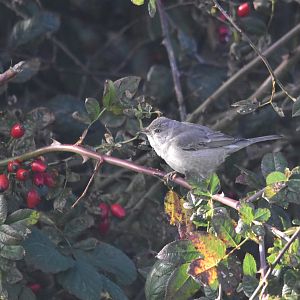 Barred Warbler at Kilnsea (near Spurn Point), 8th October 2024
