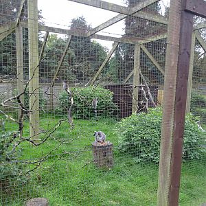 Ring-tailed Lemur exhibit, 20th September 2024