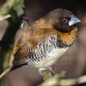 Newly arrived Chestnut-breasted Mannikin, 27th September 2024