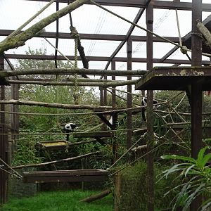 Black and White Ruffed Lemur exhibit, 19th September 2024