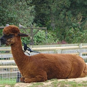 Alpaca with attendant Magpie, 19th September 2024
