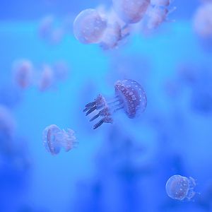 Spotted Lagoon Jellies