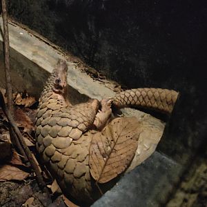 Sunda Pangolin (Manis Javanica)