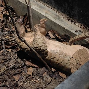 Sunda Pangolin (Manis Javanica)