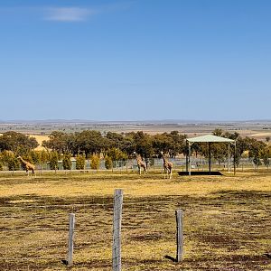 Giraffe/addax enclosure