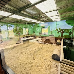 Komodo dragon enclosure