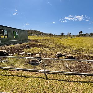 Aldabra giant tortoise enclosure