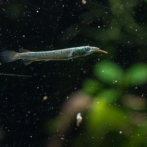 Halfbeak ID - Zoo Köln