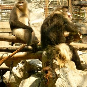 Black Snub-nosed Monkey (Rhinopithecus bieti)