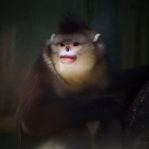 Black Snub-nosed Monkey (Rhinopithecus bieti)