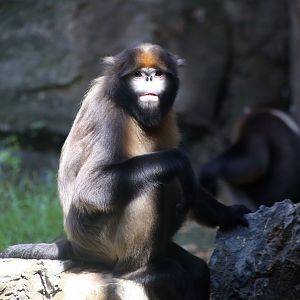 Gray Snub-nosed Monkey (Rhinopithecus brelichi)