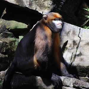 Gray Snub-nosed Monkey (Rhinopithecus brelichi)