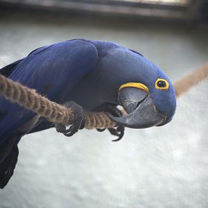 Hyacinth Macaw