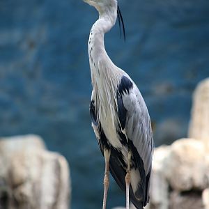 Grey Heron
