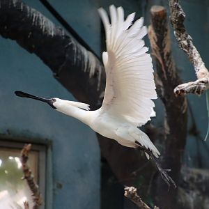 Black-faced Spoonbill (Platalea minor)
