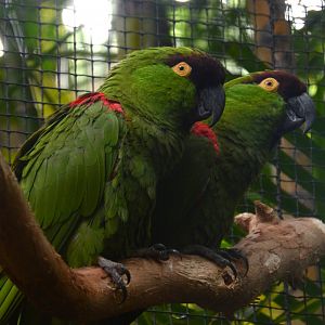 Maroon-fronted parrots (Rhynchopsitta terrisi)