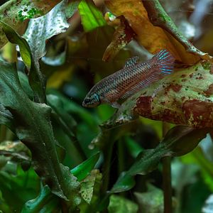 Betta imbellis? - Zoo Ostrava