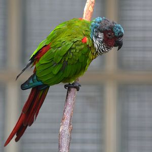 Venezuelan parakeet (Pyrrhura emma)