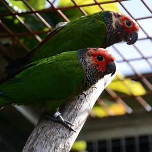 Rose-fronted parakeet (Pyrrhura roseifrons)