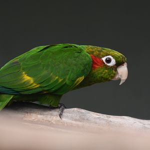 Chiriqui parakeet (Pyrrhura hoffmanni gaudens)