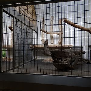 Raubtierhaus: North Chinese leopard indoor enclosure
