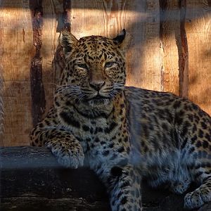 North Chinese leopard (Panthera pardus japonensis)
