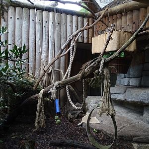 Raubtierhaus: Geoffroys cat indoor enclosure