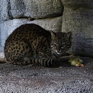 Geoffroys cat (Leopardus geoffroyi)