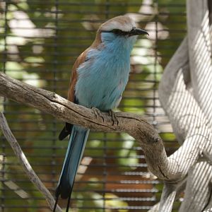 Racquet-tailed Roller (Coracias spatulatus)