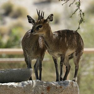 Klippspringer (Oreotragus oreotragus)