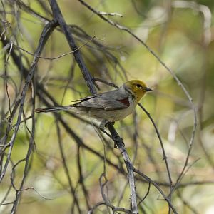Verdin (Auriparus flaviceps) - wild