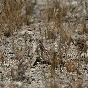 Nature trail - wild Desert iguana (Dipsosaurus dorsalis dorsalis)