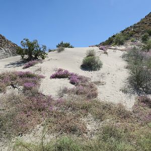 Nature Trail - Spring flowers
