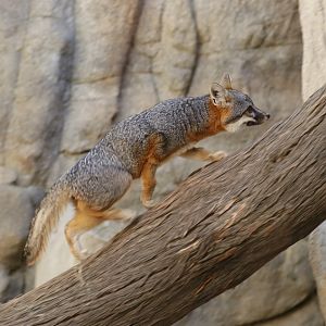 Island fox (Urocyon littoralis)