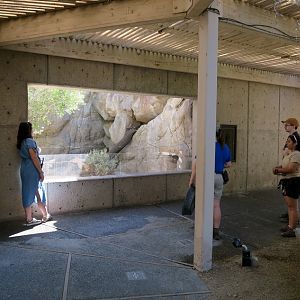 Watching the island fox in its new home