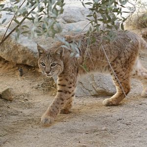 Bobcat (Lynx rufus)