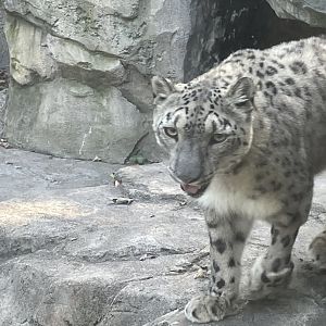 Snow Leopard
