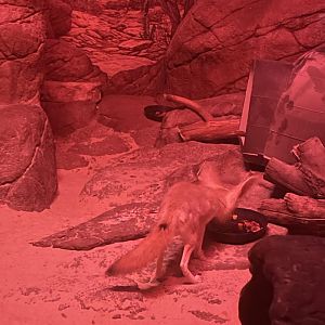 Fennec Fox eating dinner