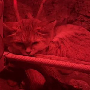 Sleepy Arabian Sand Cat