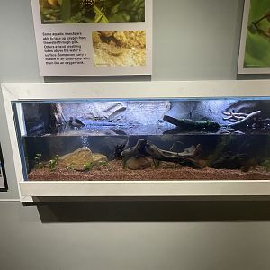 New Aquatic tank for insects