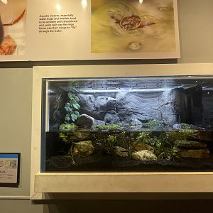 New Pond Strider/Skater Tank