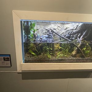New Water Scorpion Tank