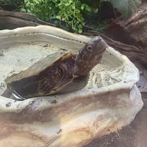 Black-Breasted Leaf Turtle