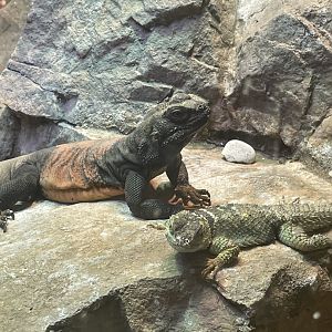 Chuckwalla